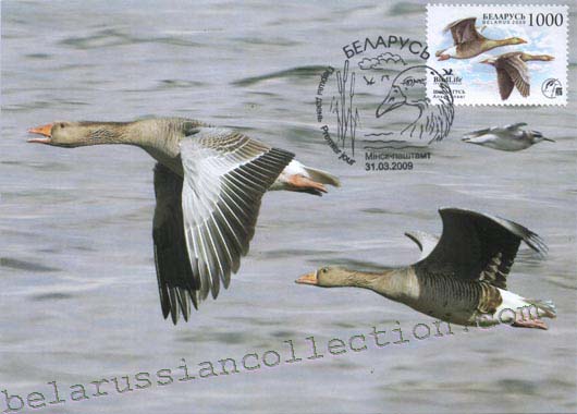 Grey goose (Anser anser)